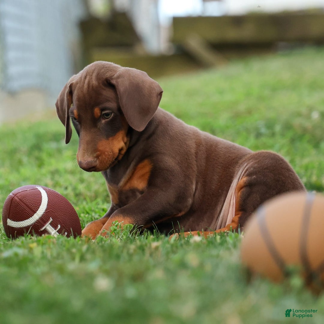 Doberman Pinscher dogs for sale: Doberman Pinscher 3 puppies - Image 10