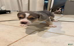 American Bully dogs for sale: Cooper - Image 1