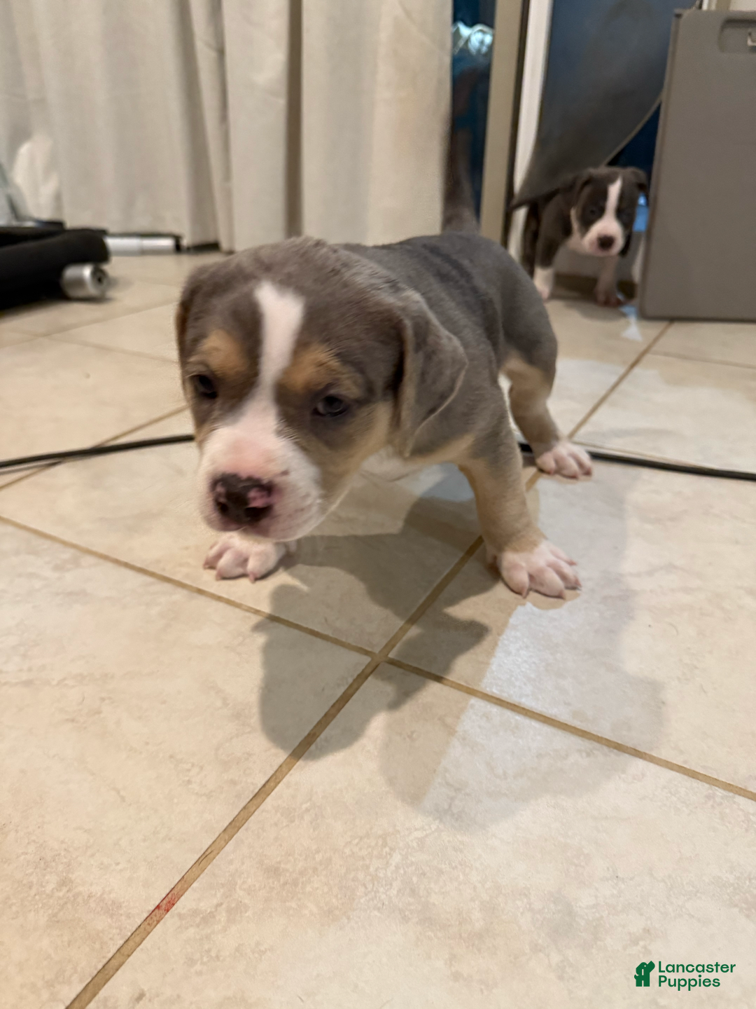 American Bully dogs for sale: Cooper - Image 1