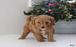 Cavapoo dogs for sale: Chase - Image 4