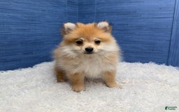 Pomeranian dogs for sale: Desiree - Image 13