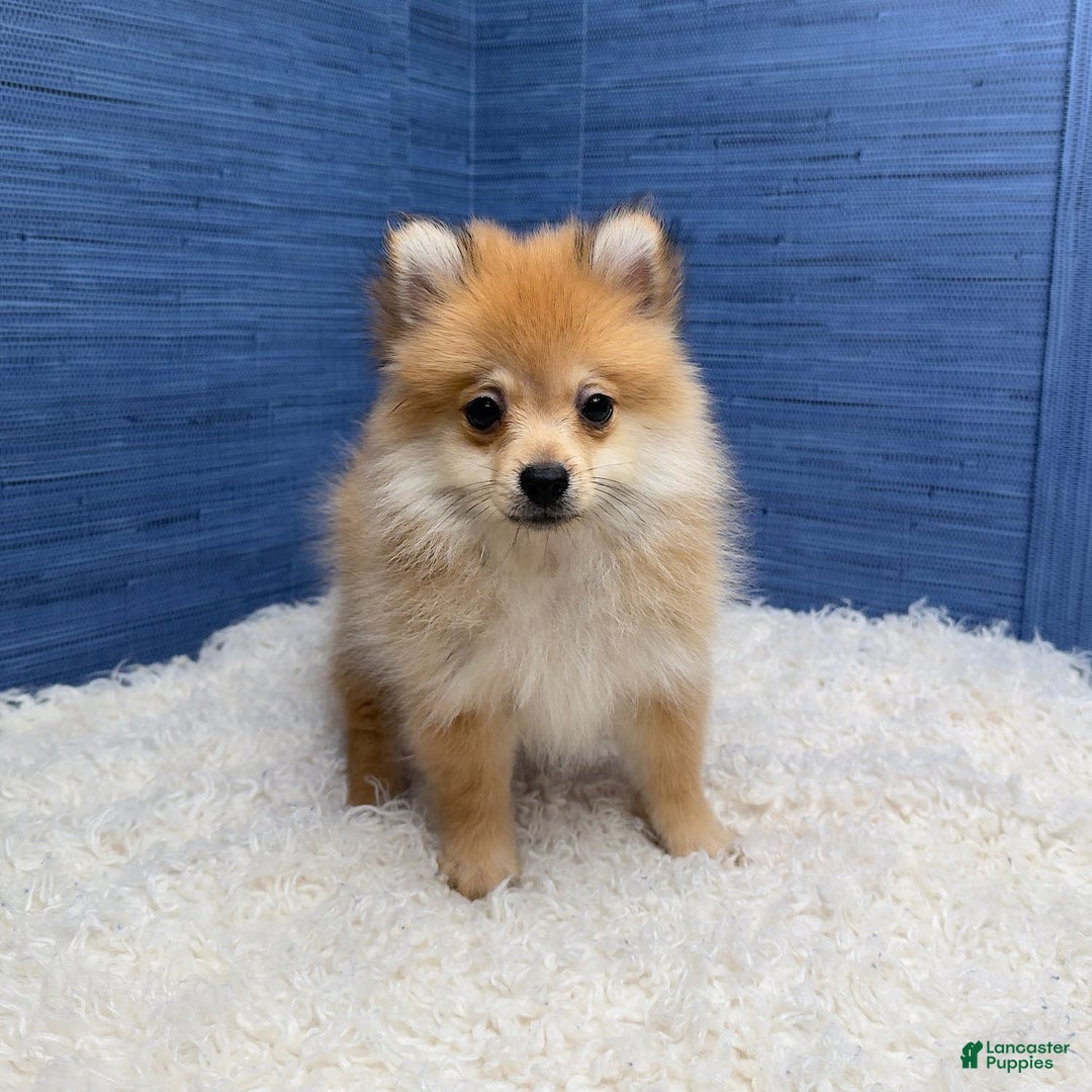 Pomeranian dogs for sale: Desiree - Image 13