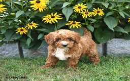 Cavapoo dogs for sale: Blossom - Image 2