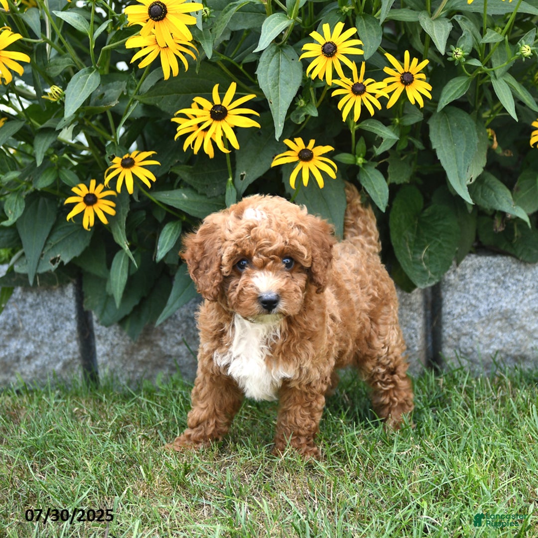 Cavapoo dogs for sale: Blossom - Image 2