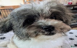 Teddy Bear dogs for sale: Unk - Image 4