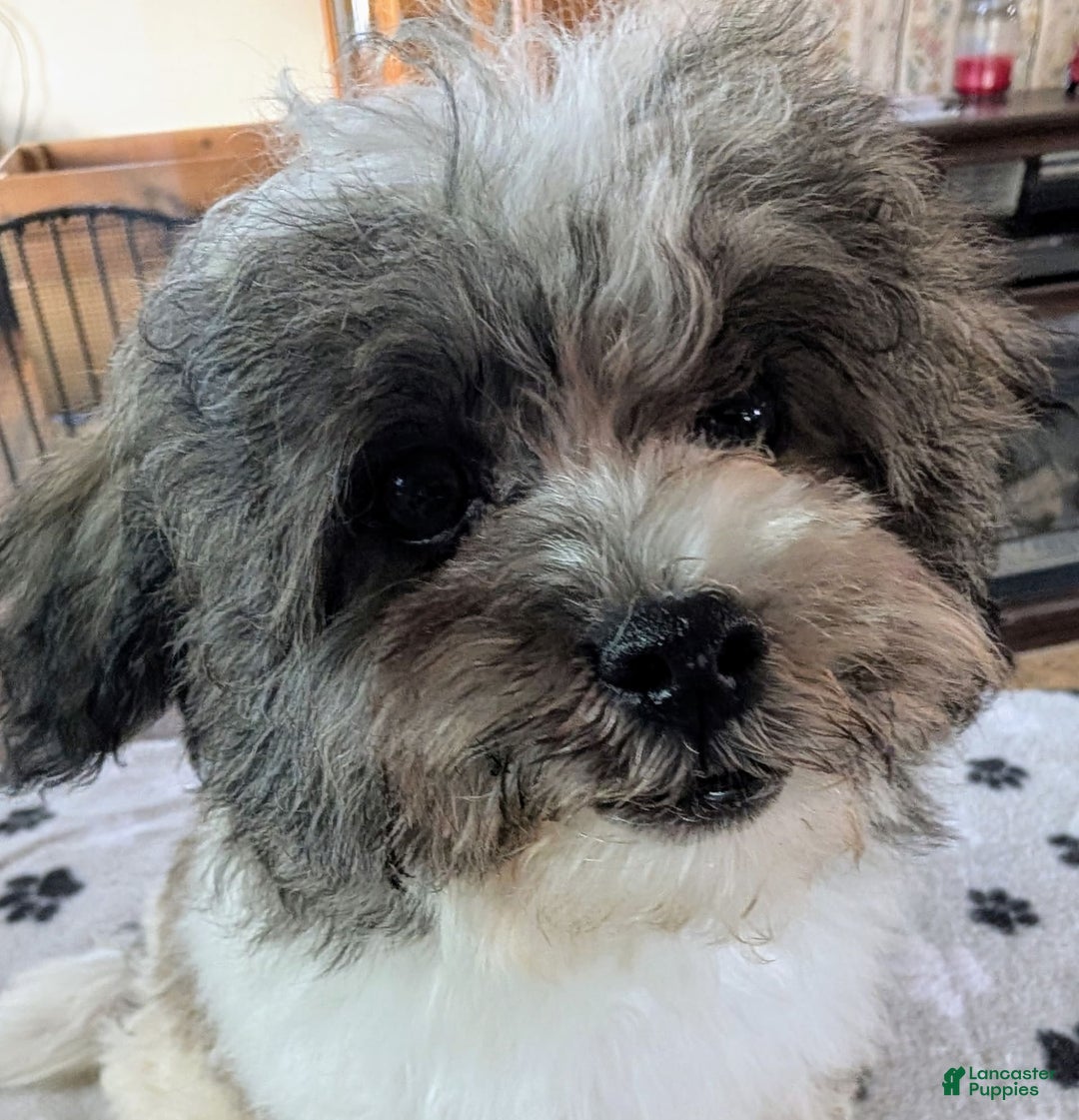 Teddy Bear dogs for sale: Unk - Image 4