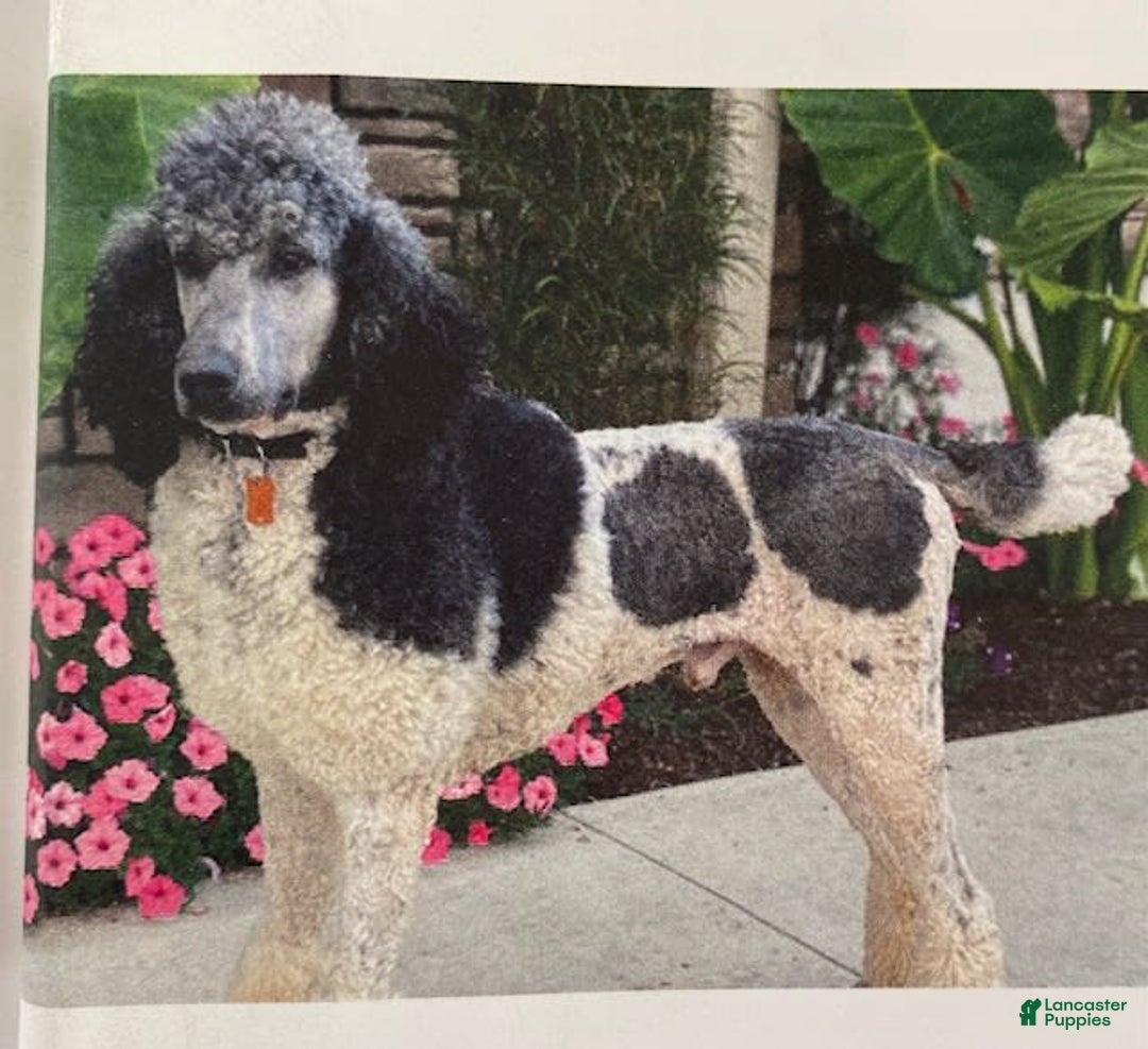 Standard Poodle dogs for sale: Rusty - Image 9