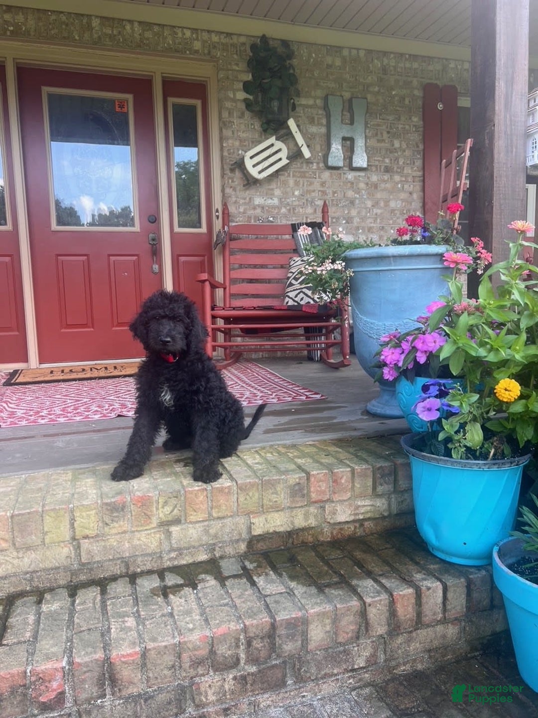 Labradoodle dogs for sale: Link - Image 3