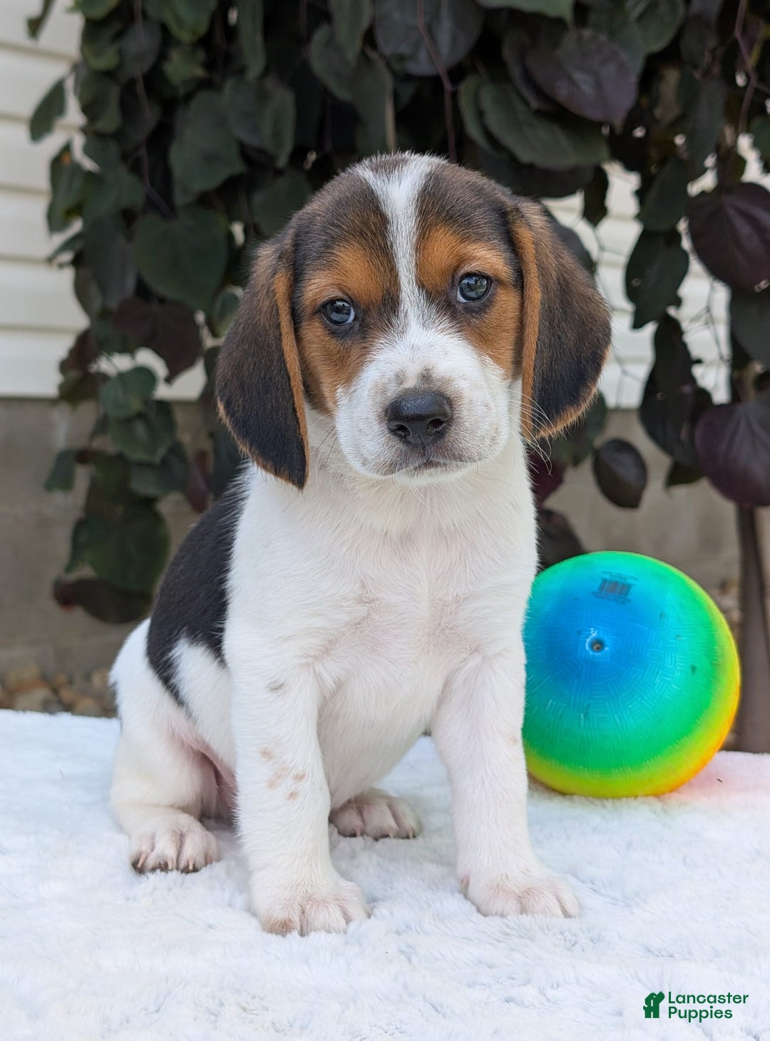 Beagle dogs for sale: Max - Image 1