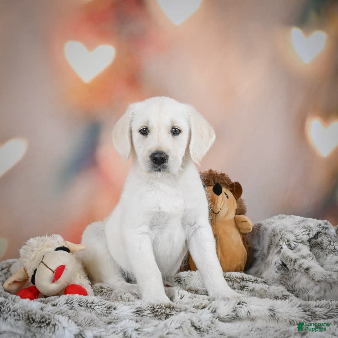 Labradoodle dogs for sale: Rain - Image 2