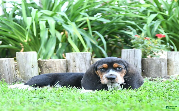 Basset Hound dogs - Advert 17