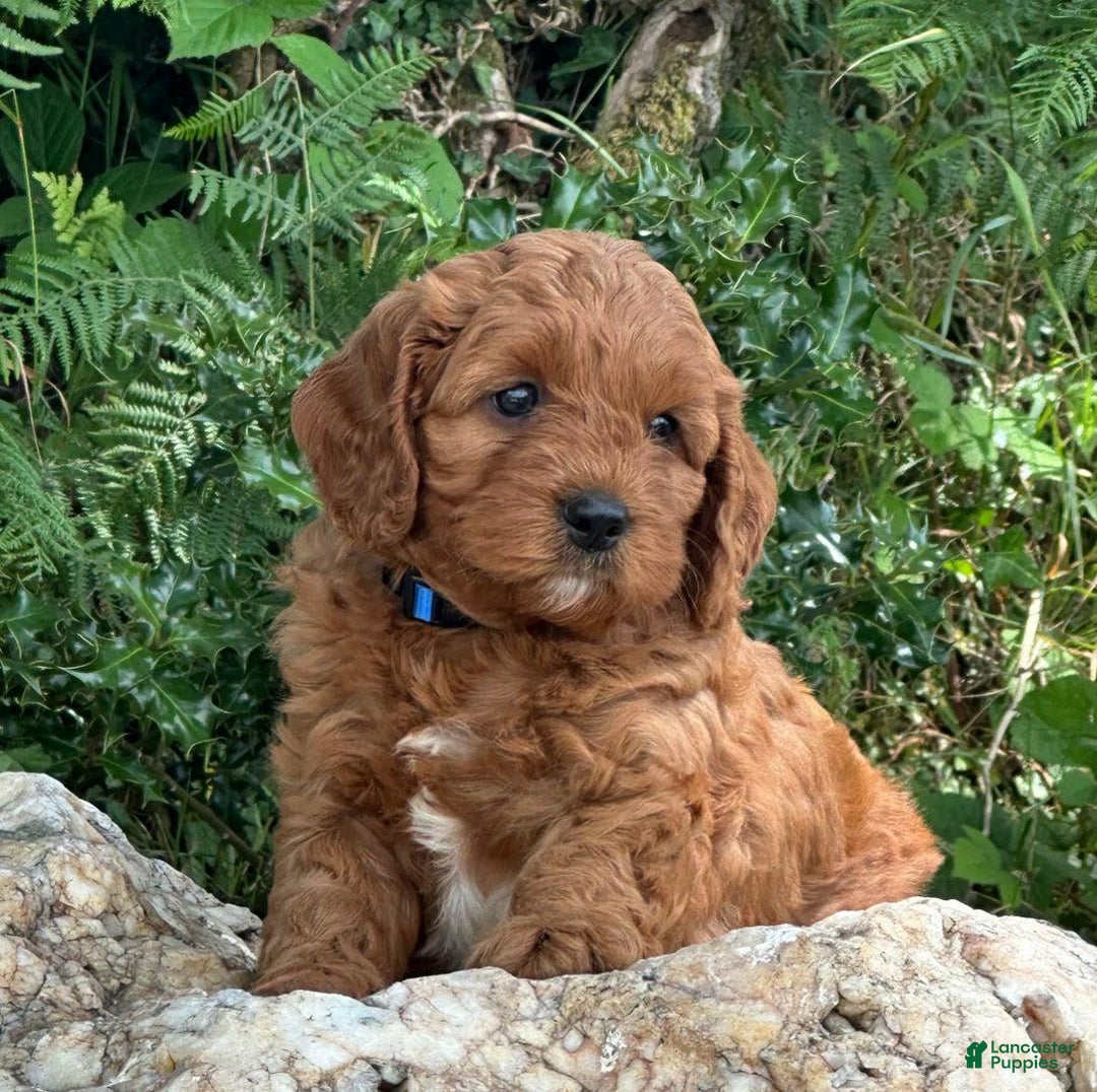Cavapoo dogs for sale: Dave - Image 2