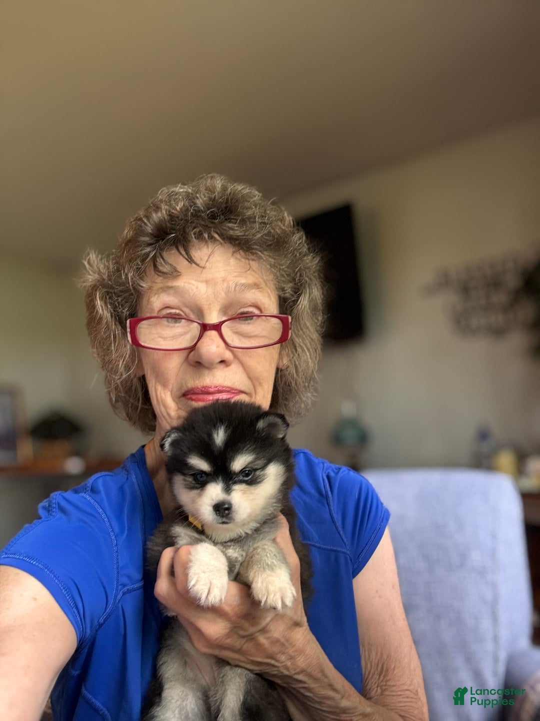 Alaskan Klee Kai dogs for sale: Kimmy - Image 8