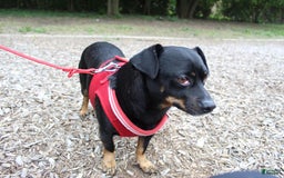 Dachshund dogs for sale: Sakura - Image 7