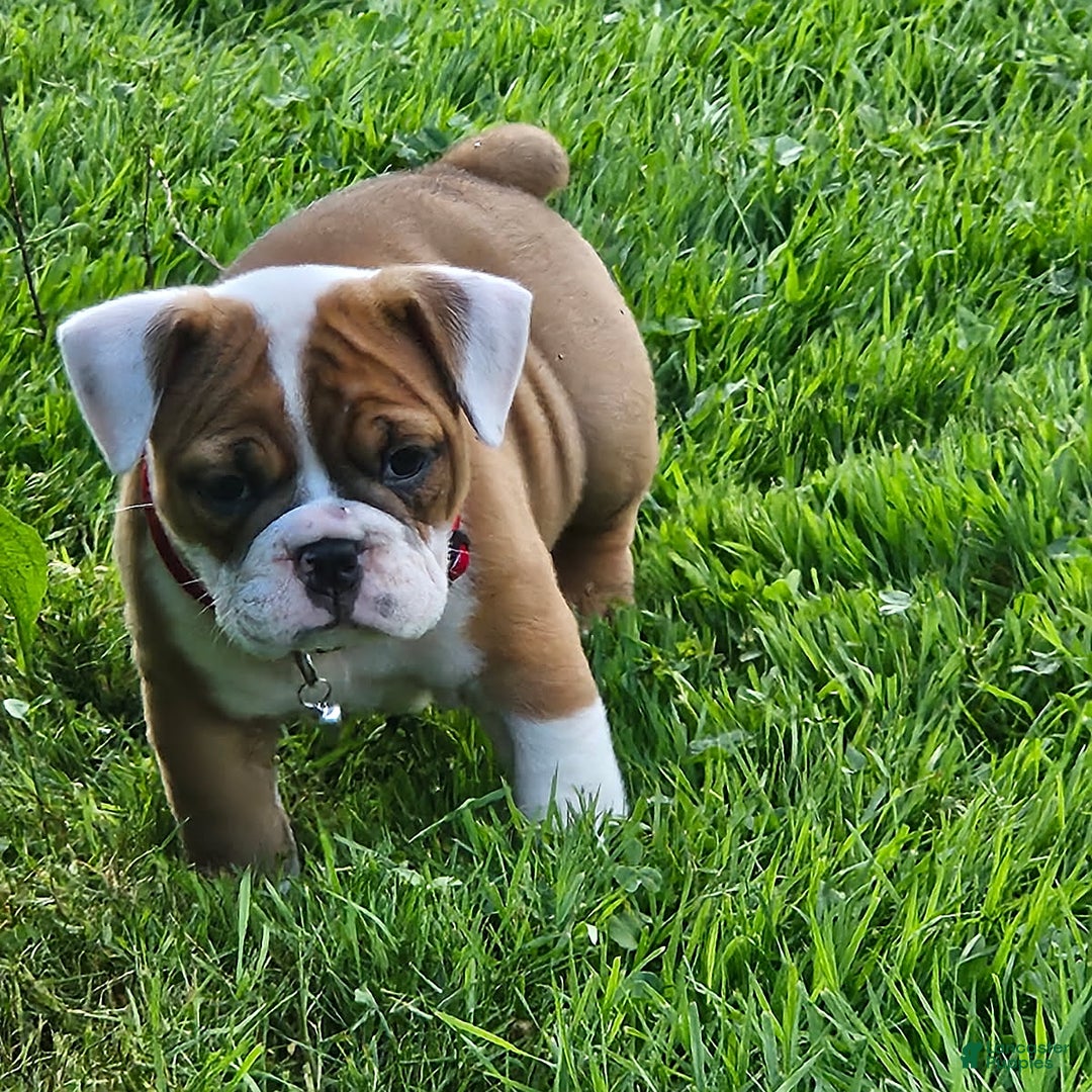 English Bulldog dogs for sale: Emmy - Image 1