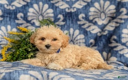 Maltipoo dogs for sale: Eli Toy Size - Image 9
