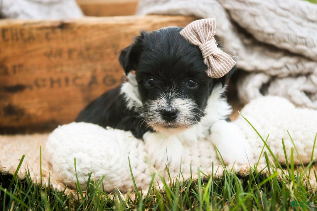 Havanese dogs for sale: Robin - Image 6