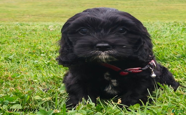 Cavapoo dogs for sale - Ad 1