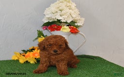 Bichpoo dogs for sale: Bichpoo 4 puppies - Image 10