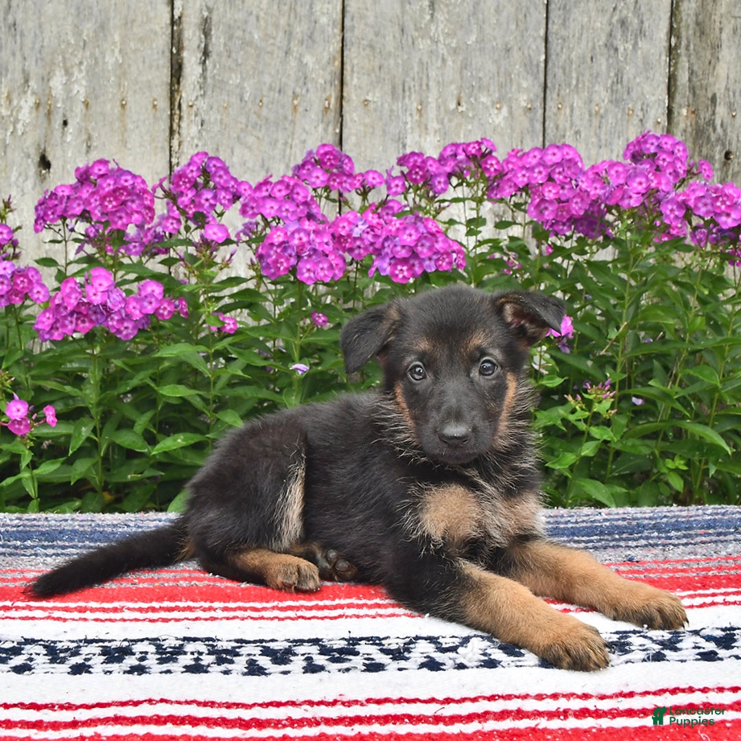 German Shepherd dogs for sale: Crystal - Image 4