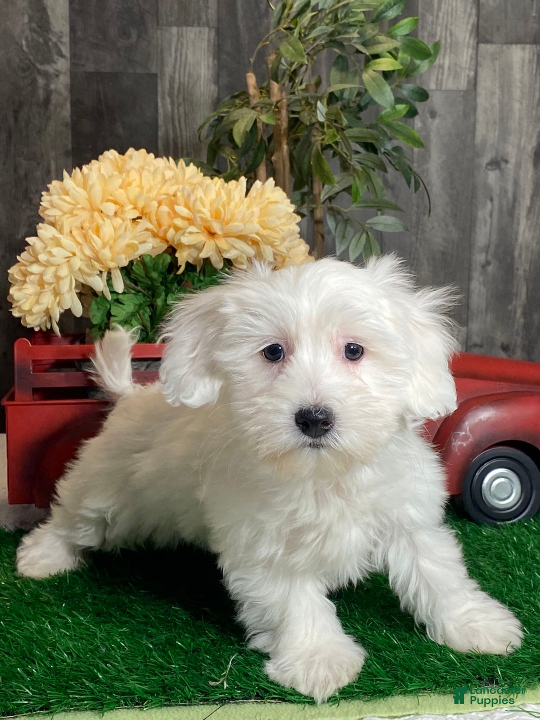 Coton De Tulear dogs for sale: Apollo - Image 2