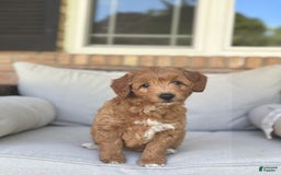 Goldendoodle dogs for sale: Lanie - Image 5