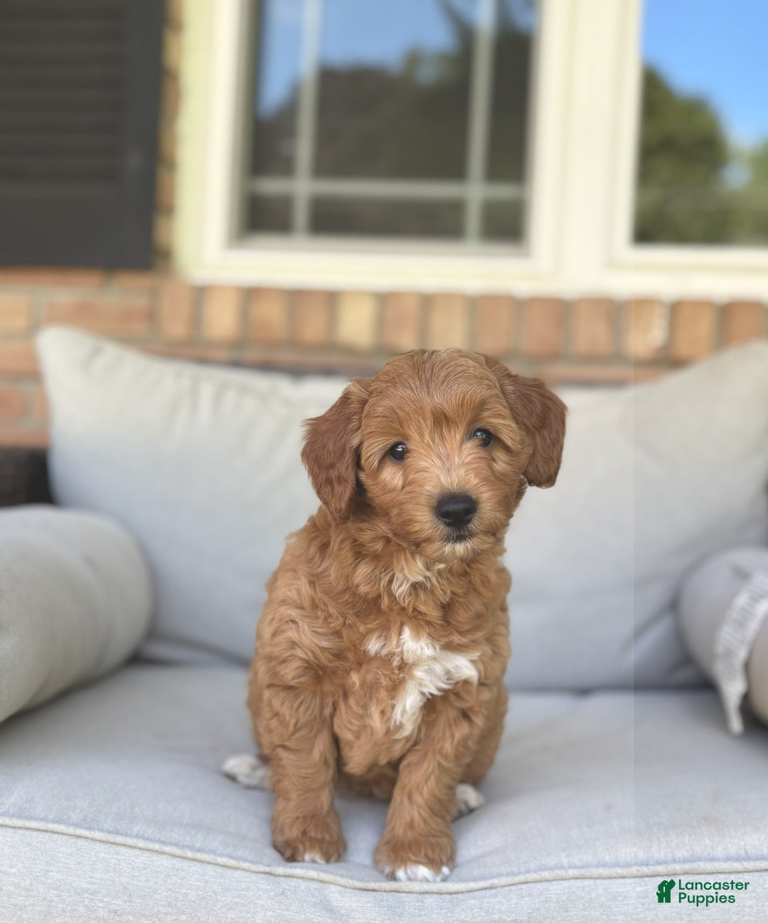 Goldendoodle dogs for sale: Lanie - Image 5