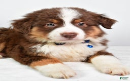 Australian Shepherd dogs for sale: Stormy - Image 2