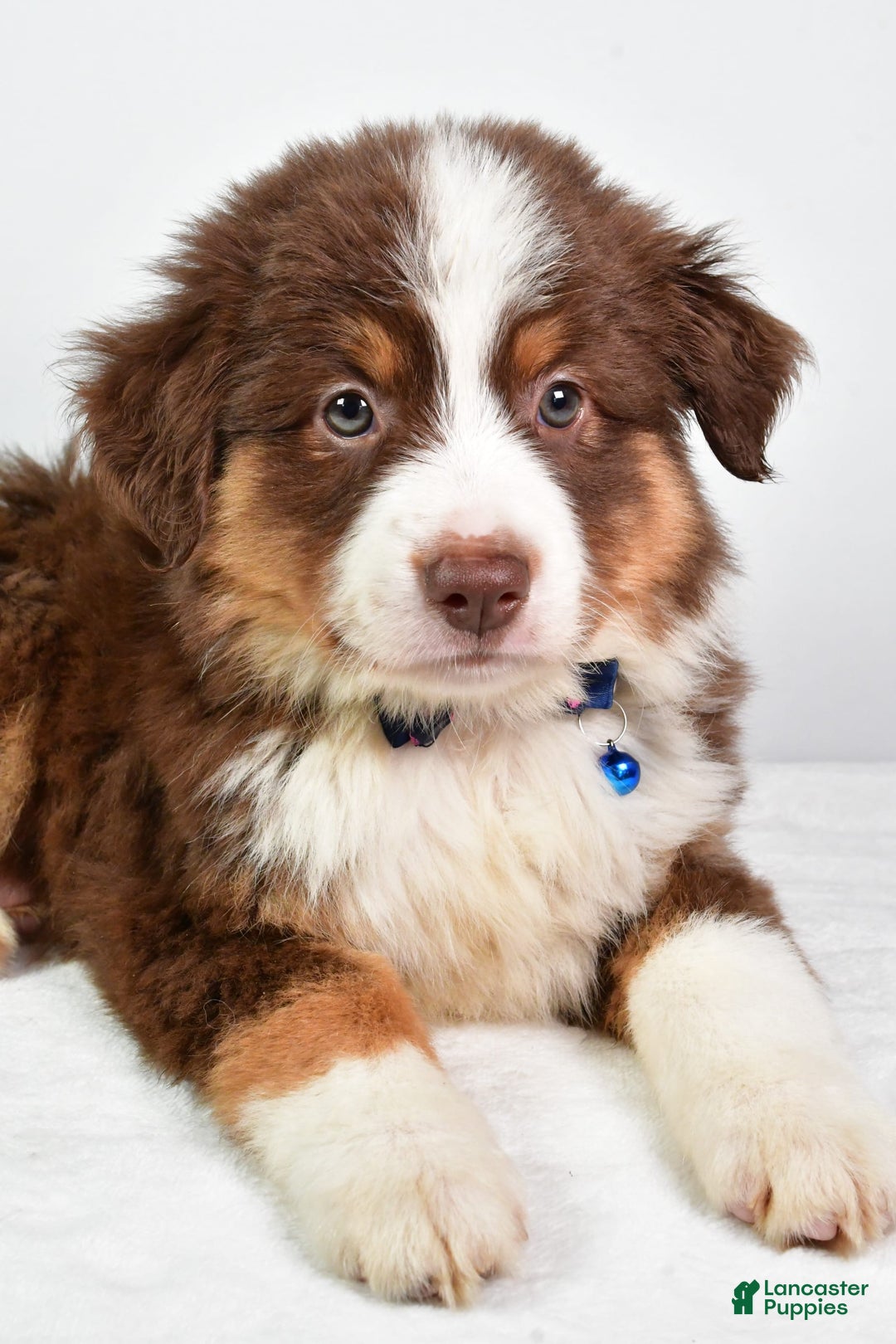 Australian Shepherd dogs for sale: Stormy - Image 2