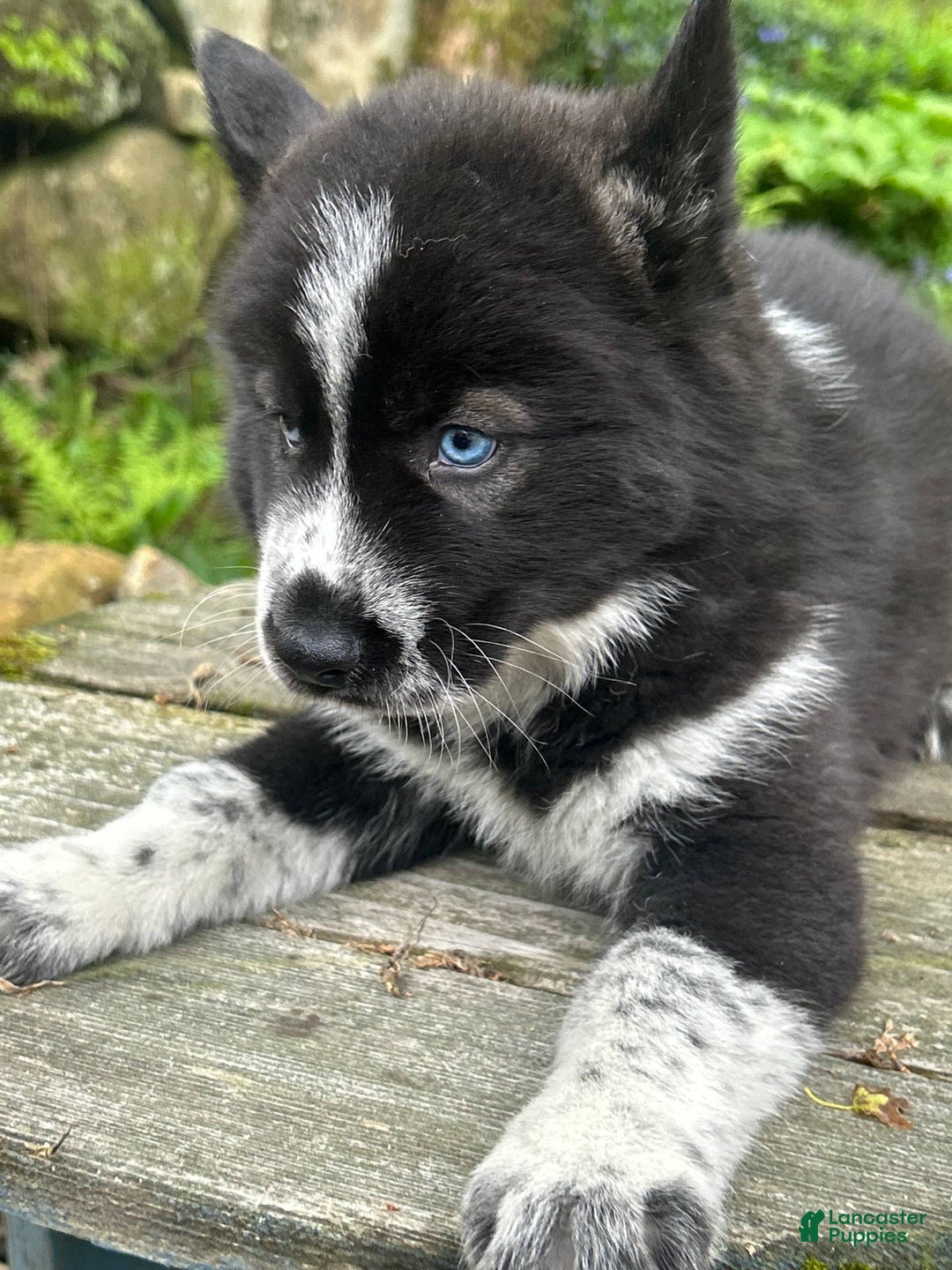 Siberian Husky dogs for sale: Akc Lincoln - Image 3