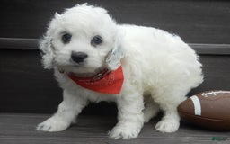 Cockapoo dogs for sale: Boomer - Image 9