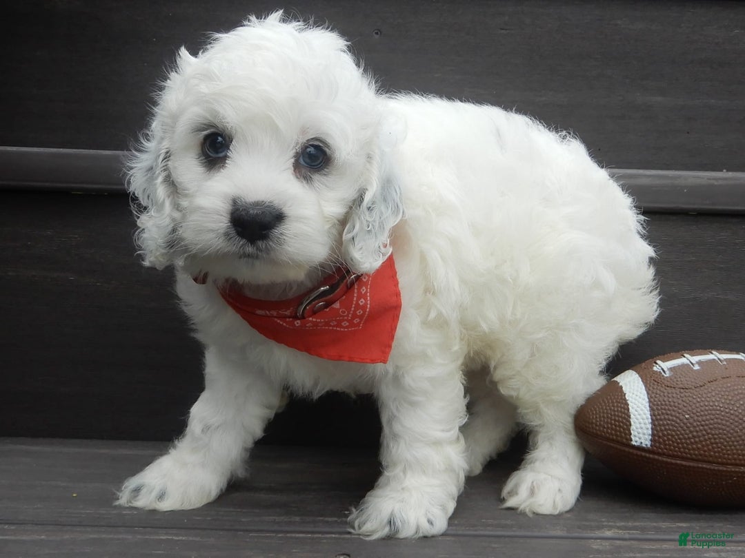 Cockapoo dogs for sale: Boomer - Image 9