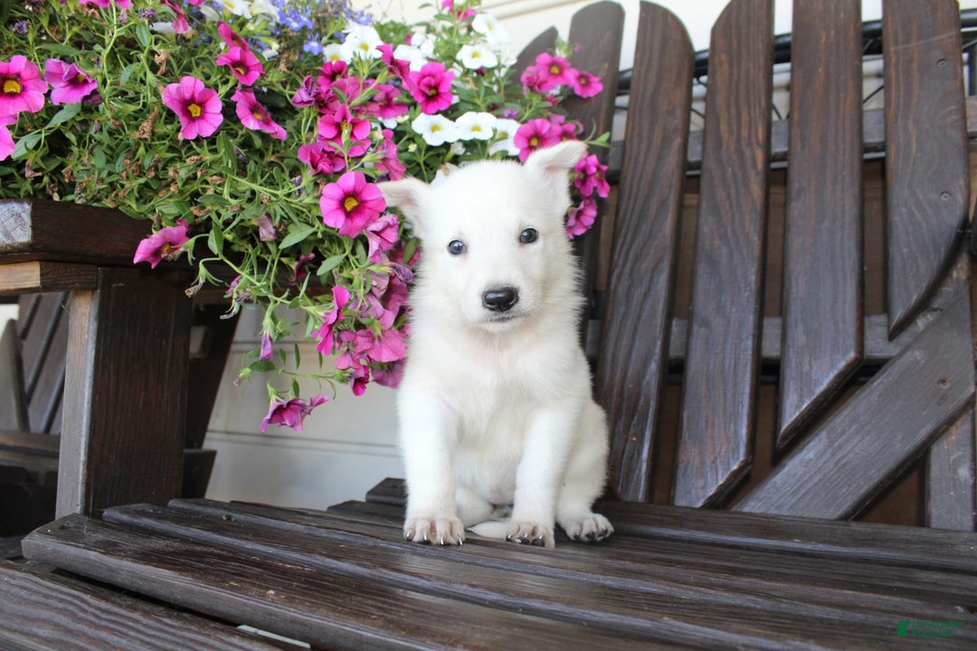 German Shepherd dogs for sale: Judy - Image 6