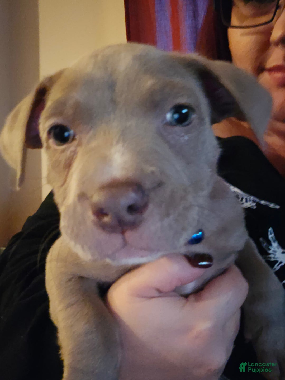 American Bully dogs for sale: Caseoh - Image 1