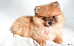 Pomeranian dogs for sale: Elisa - Image 7