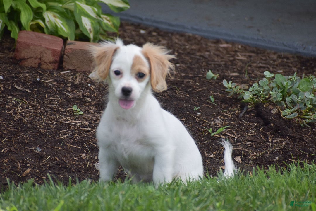 Cavapoo dogs for sale: Mariah - Image 7