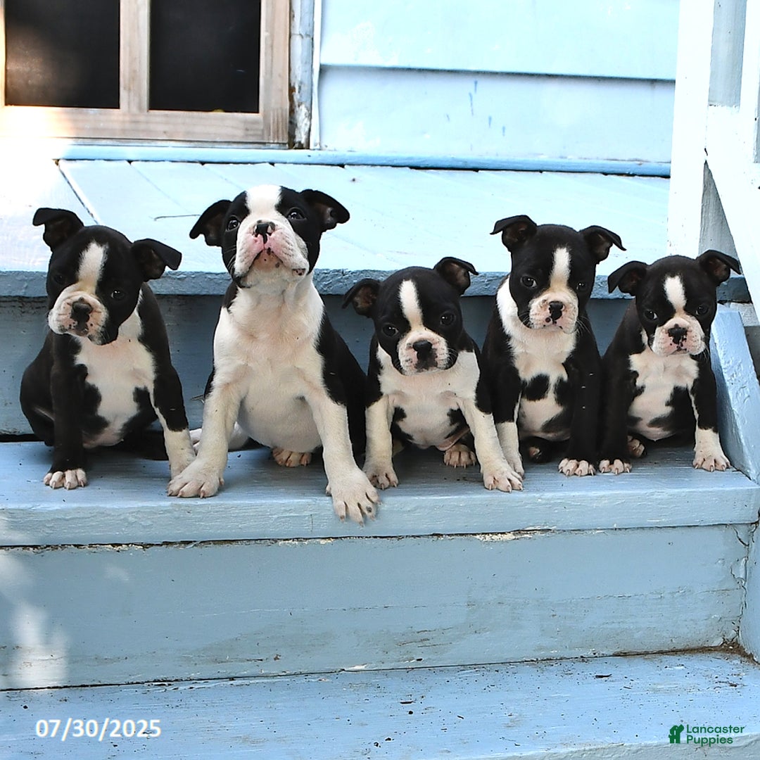 Boston Terrier dogs for sale: Debra - Image 4