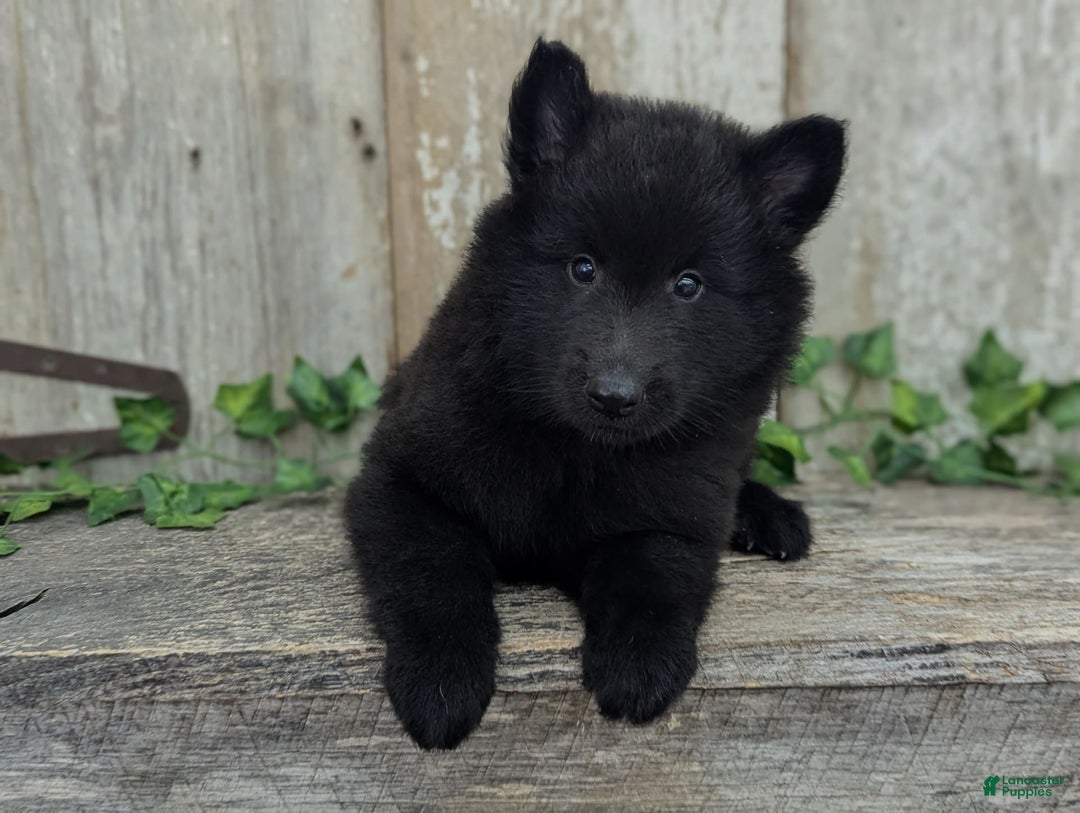 categoriesInfo:categoryAttributeOptions.pets.dogs.breed.belgianGroenendael dogs for sale: Onyx - Image 9