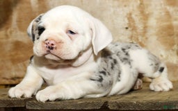 Beabull dogs for sale: Sunny - Image 7