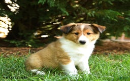 Shetland Sheepdog dogs for sale: Leo - Image 3