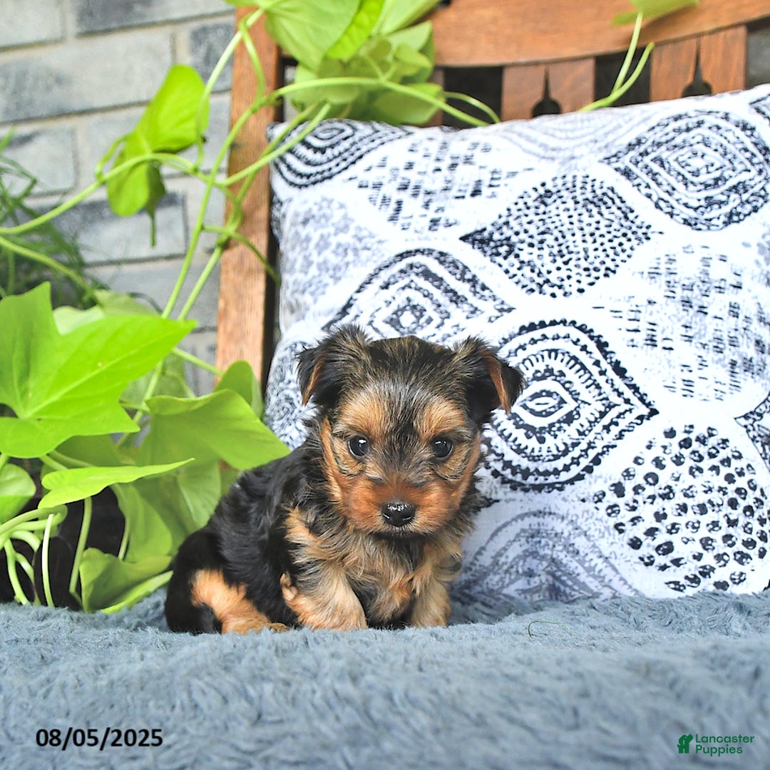 Yorkshire Terrier dogs for sale: Reese - Image 4