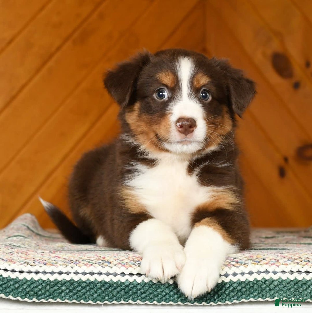 Australian Shepherd dogs for sale: Asia - Image 5