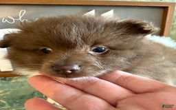 Pomeranian dogs for sale: Allison - Image 10