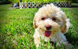 Havapoo dogs for sale: Charity - Image 12