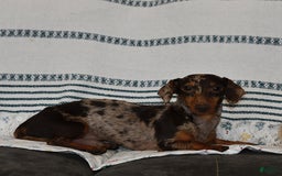 Miniature Dachshund dogs for sale: Kaden - Image 7