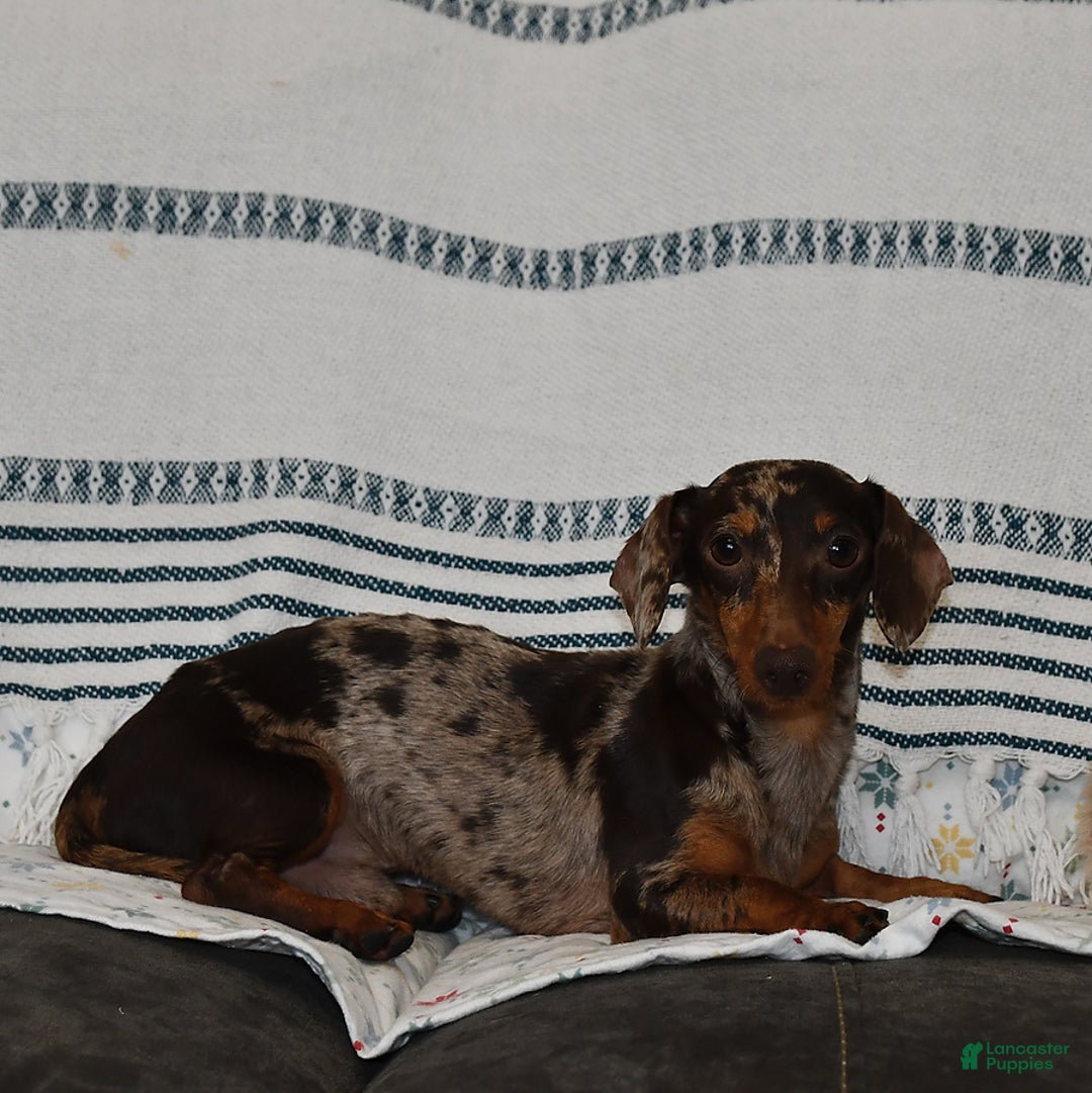 Miniature Dachshund dogs for sale: Kaden - Image 7