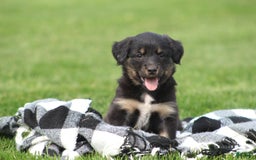 English Shepherd dogs for sale: Missy - Image 6
