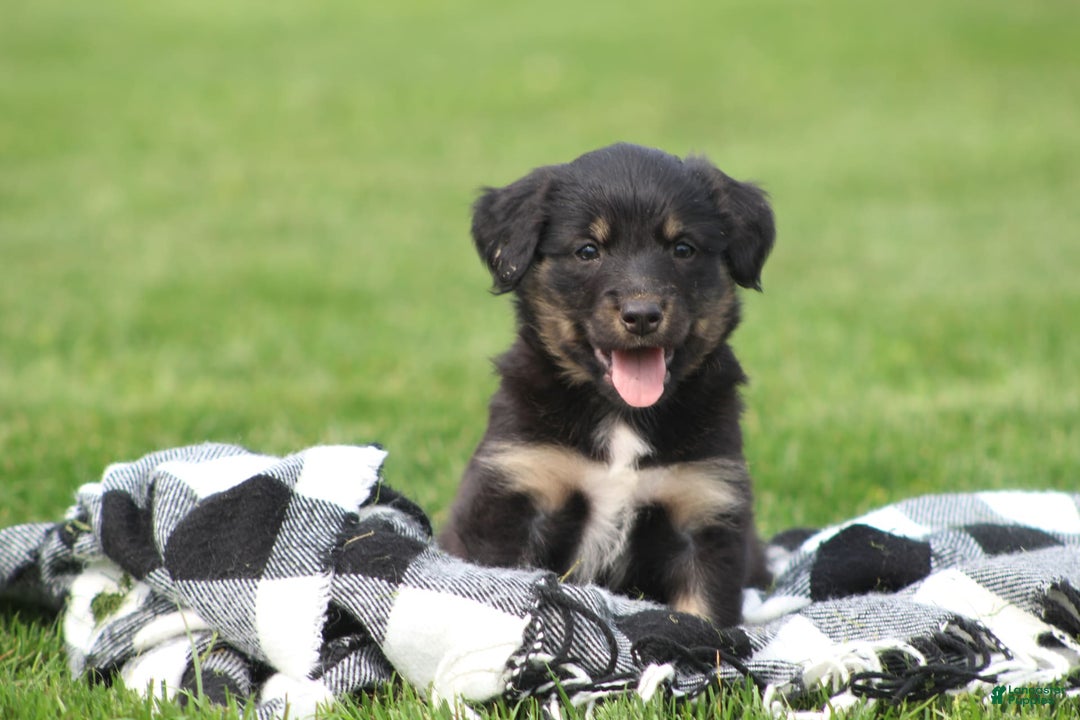 English Shepherd dogs for sale: Missy - Image 6