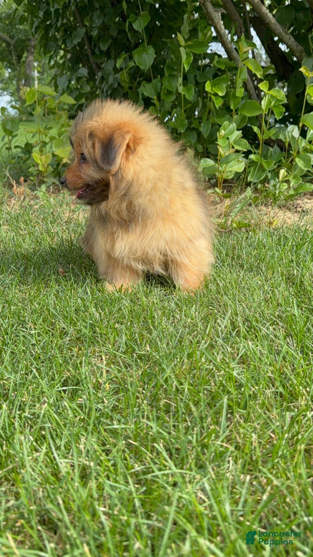 Yorkshire Terrier dogs for sale: Berry - Image 6