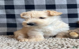 Scottish Terrier dogs for sale: Shelby - Image 3